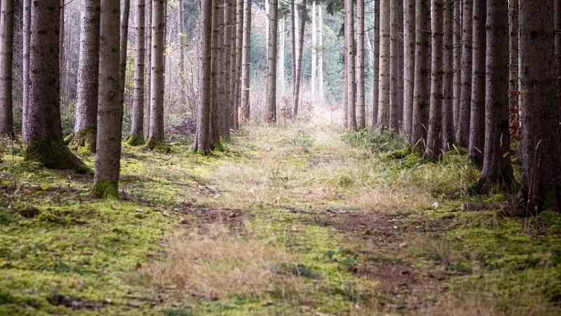 Tehkää tie Kuninkaalle