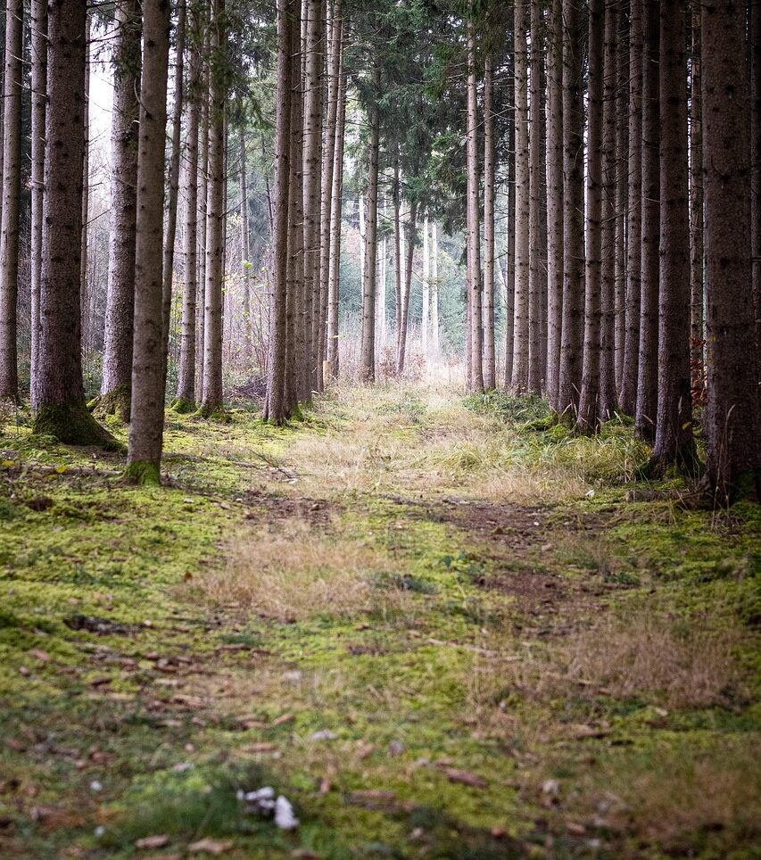 Tehkää tie Kuninkaalle